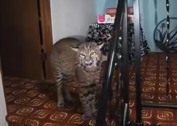 Рысь забралась в дом жительницы Вашингтона: полиция объявила «кошачьему взломщику» о поимке